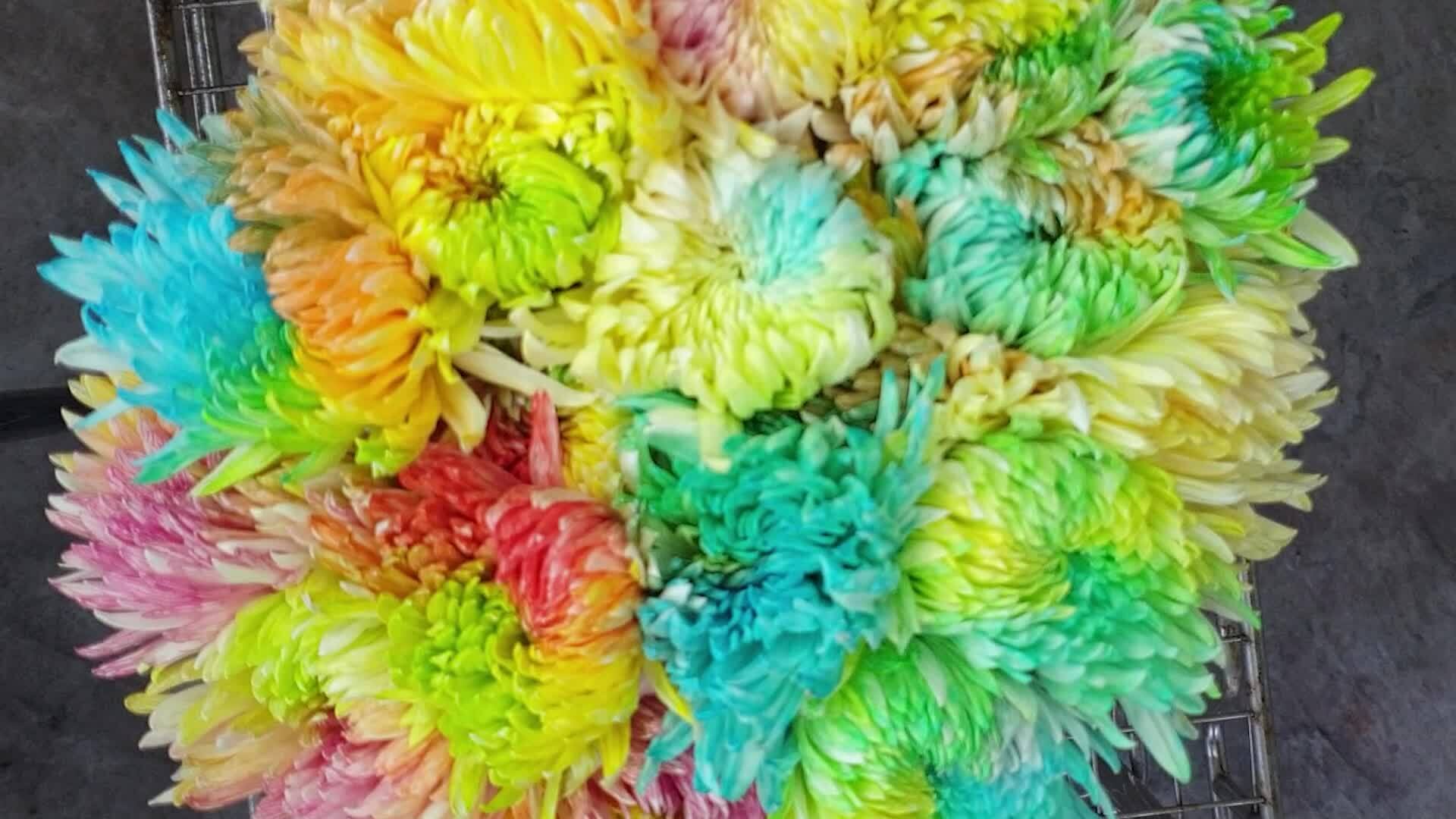 Kỹ sư kiếm hàng trăm triệu từ nước nhuộm màu cho hoa